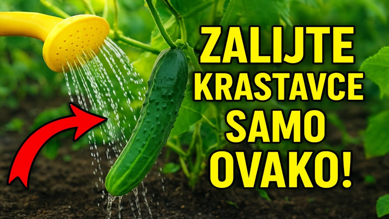 ZALIJTE KRASTAVCE SAMO OVAKO! 🧺 Jednostavan trik za berbu u izobilju.