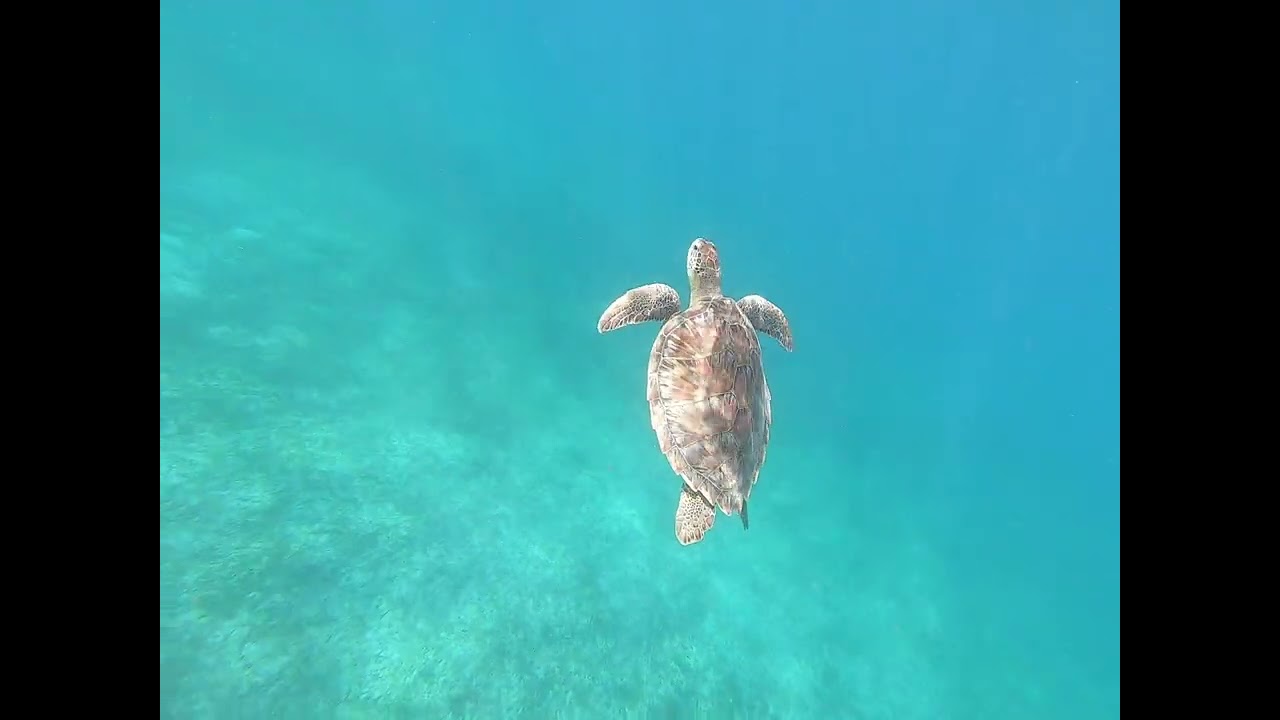 Sous la mer