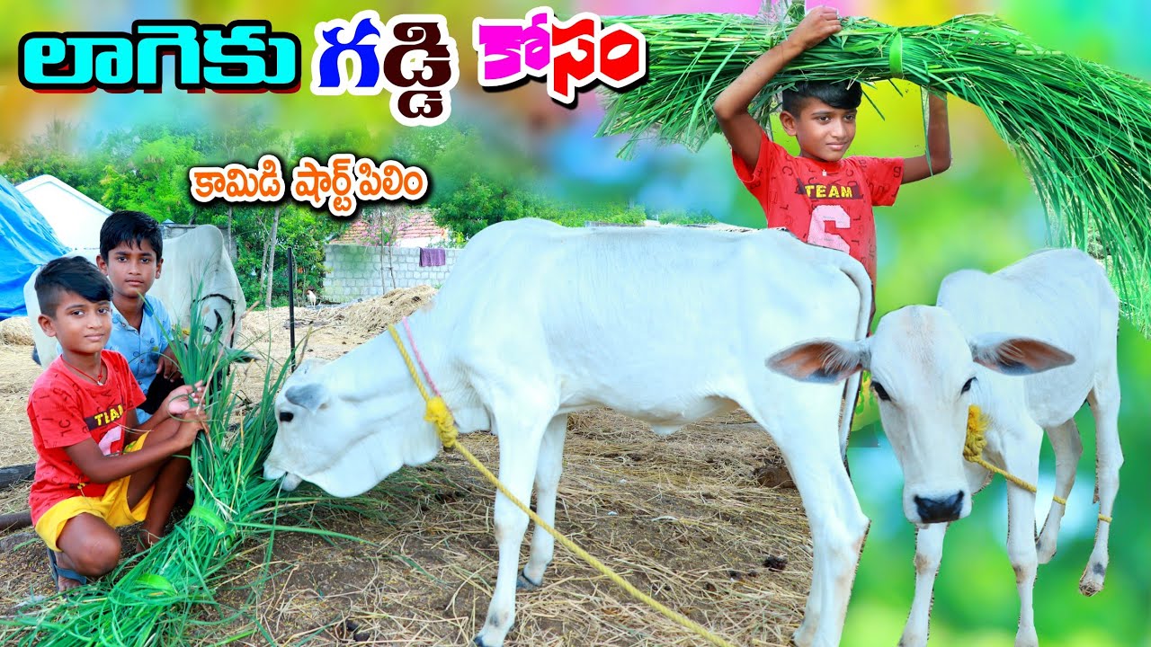 మను లాగెకు గడ్డి కోసం పోతే || manu cow lageku gaddi kosam pothe || manu videos || telugu Letest all