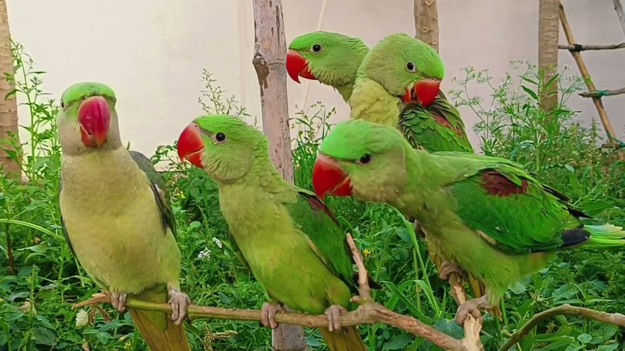 Green Parrot Talking Compilation।Mitthu Ki Awaaz।Tote Ki Awaaz।Tanishu Singh Miniature