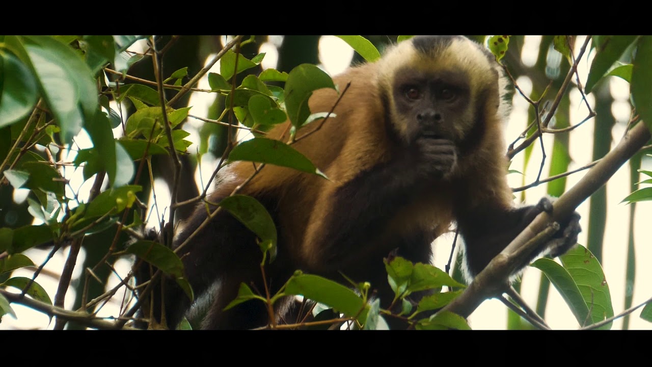 Los bosques del futuro