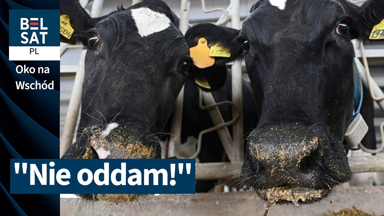 W Rosji trwa wojna z rolnikami. Zabierają i zabijają bydło | OKO NA WSCH&Oacute;D