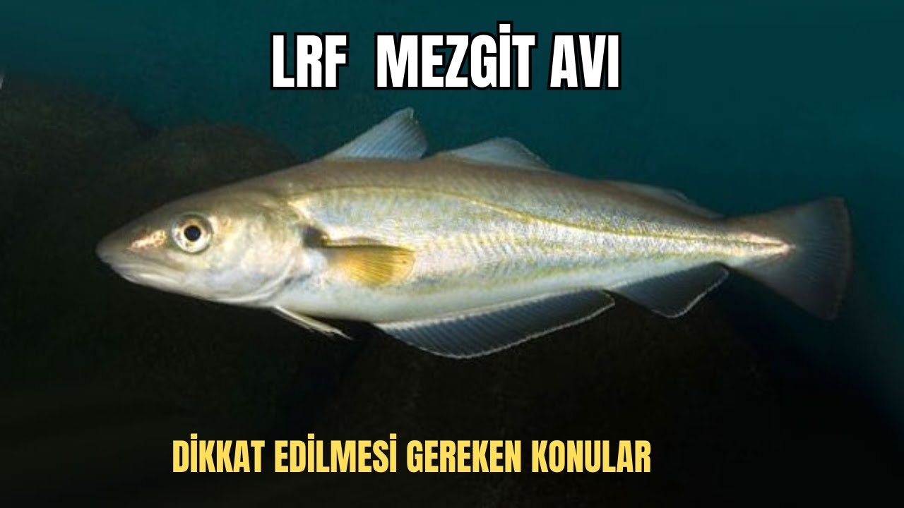 LRF İLE MEZGİT NASIL AVLANIR ? FIRTINANIN ORTASINDA BALIK ŞÖLENİ YAŞADIK !!
