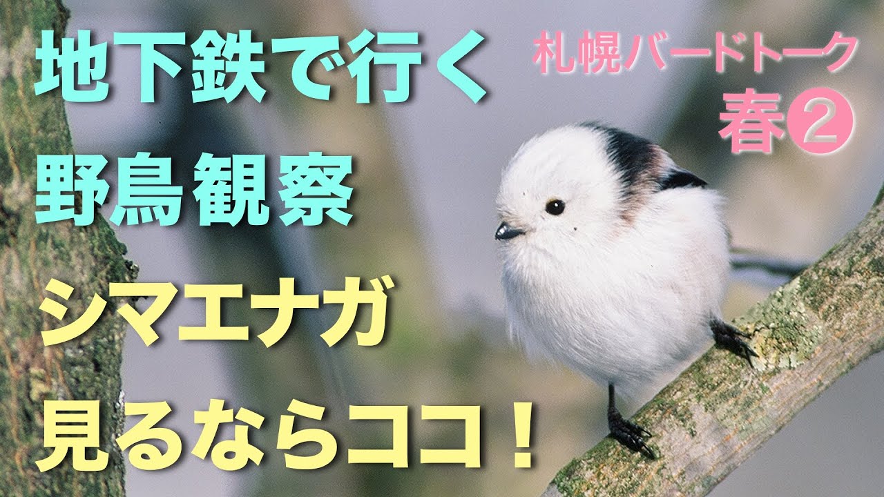 地下鉄で行ける、札幌市内のおすすめ野鳥観察地〈札幌バードトーク 春 編❷〉～シマエナガを見るならココ！