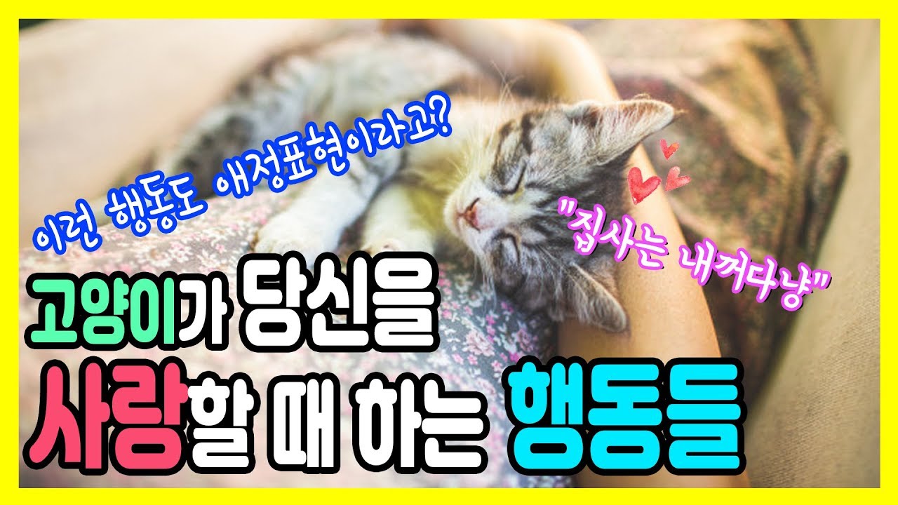 당신은 몰랐던 고양이의 사랑표현들.