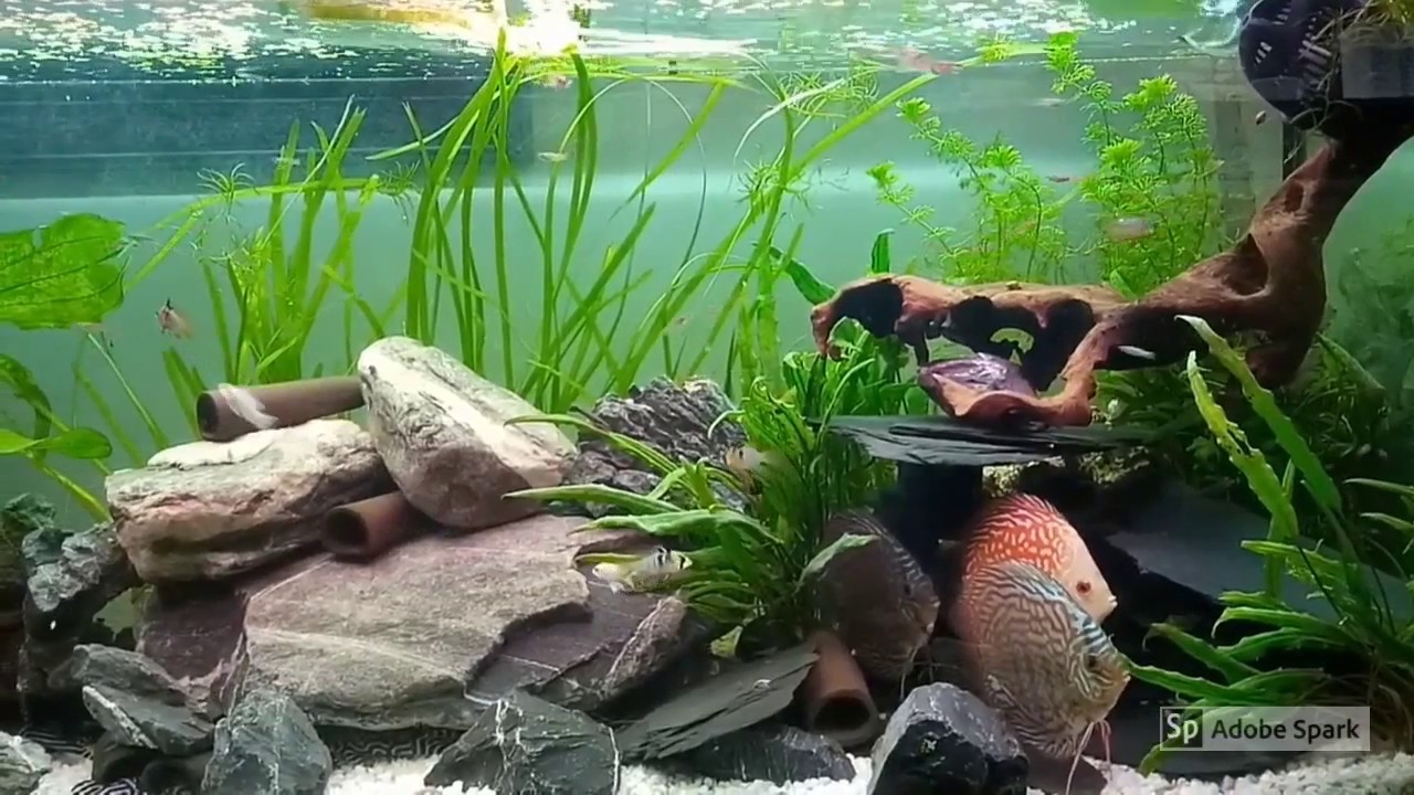 L46 Hypancistrus Zebra Aquarium
