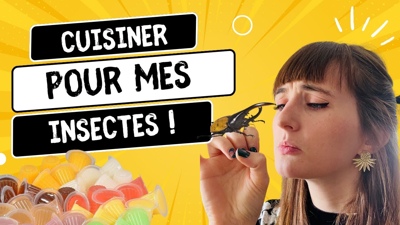 Je CUISINE pour mes INSECTES ?!  -Tuto Beetle jelly