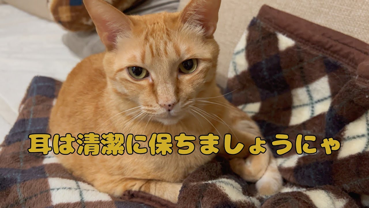 【保護猫】🐈猫の耳は清潔にしてますかにゃ🐈の巻【にゃんこ日和】【rescued cat】