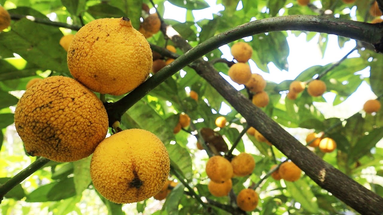 EP70. El Madroño u ocoró (Garcinia madruno) - Una fruta de las americas muy poco conocida.