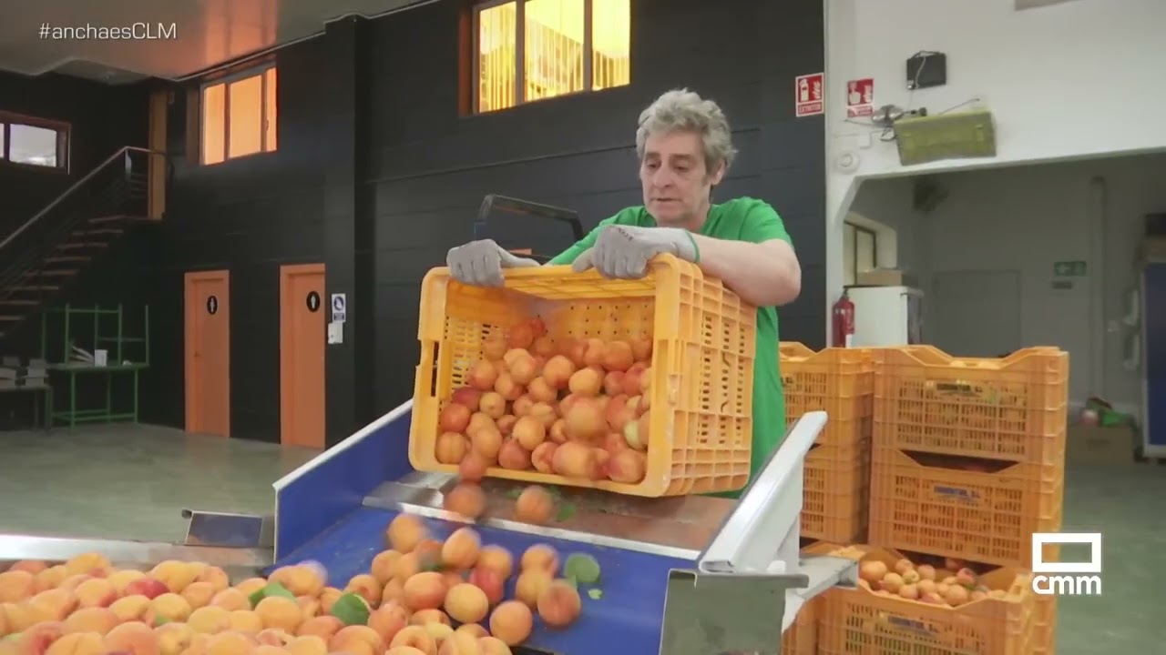 En Ontur recogerán un millón de kilos de albaricoque | Ancha es Castilla-La Mancha