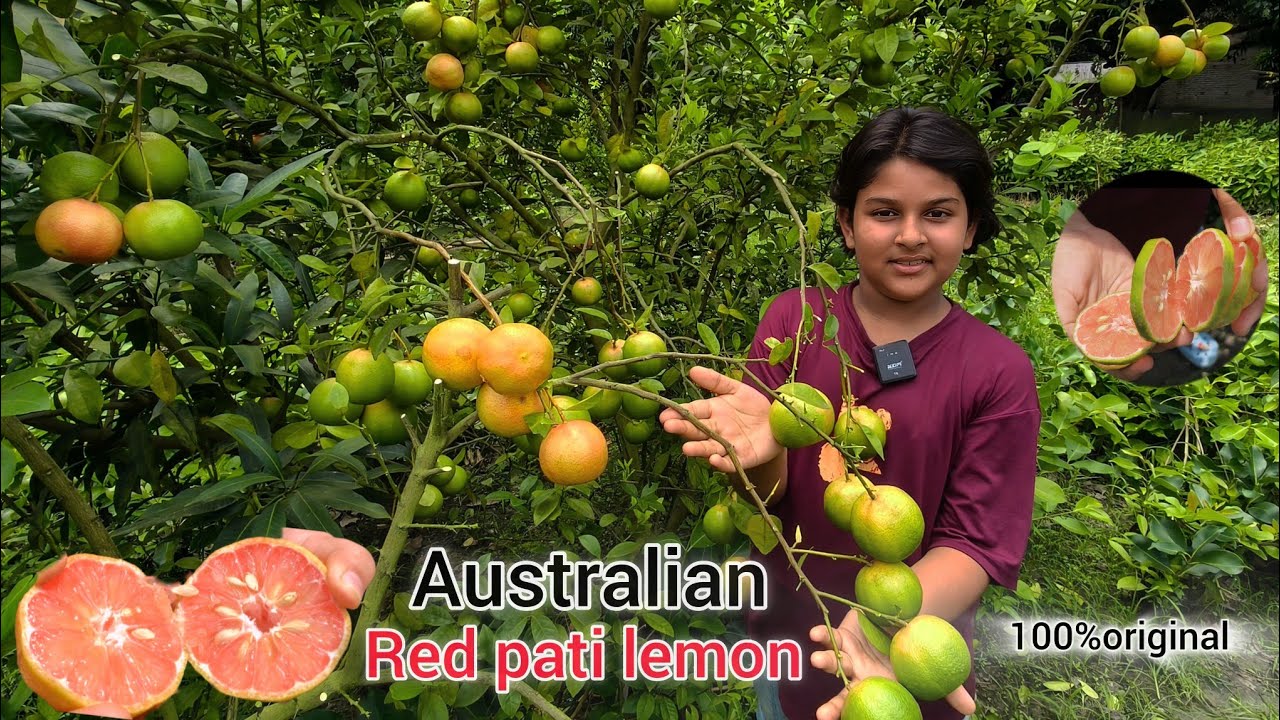 Australian red pati lemon/Red pati lemon plant/Afsana Nursery/Ph -7601949430