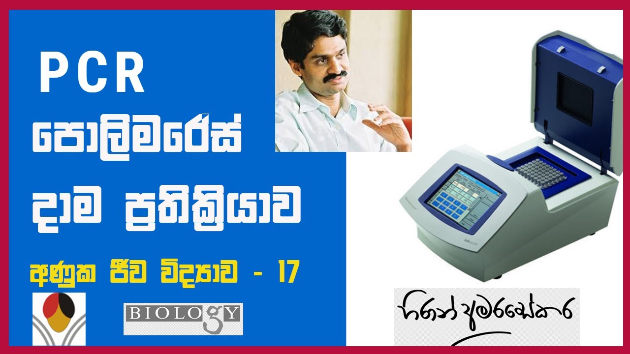A/L Molecular Biology - 17 PCR පොලිමරේස් දාම ප්‍රතික්‍රියාව- Polymerase chain reaction