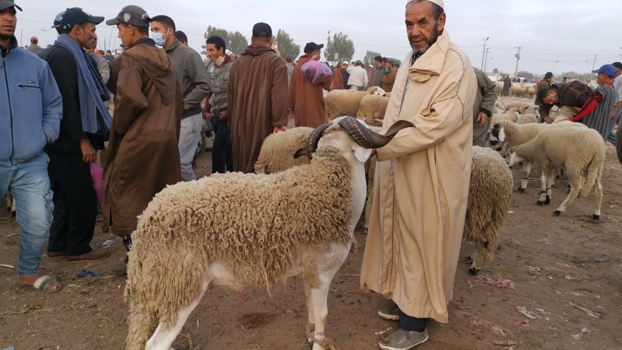 حصري من رحبة ثلاثاء سيدي بنور حولي صردي بأثمنة مناسبة بجودة عالية تبارك الله خير موجود  /30/6