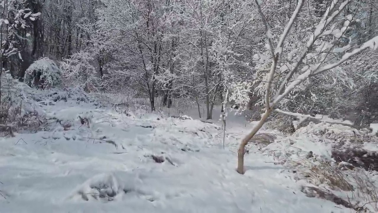 Winter wonderland