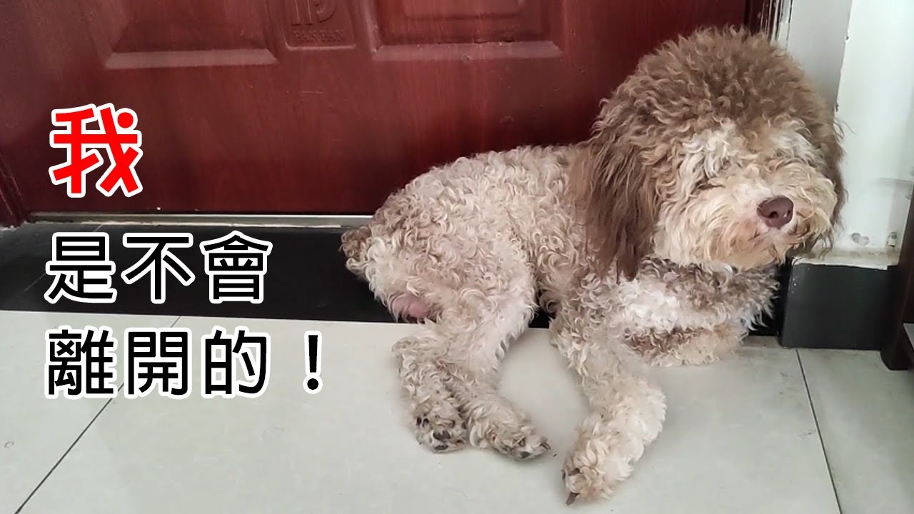 家裡跑來一隻小狗，賴著不走了！這是給自己找了一個主人嗎？聰明的毛孩子！