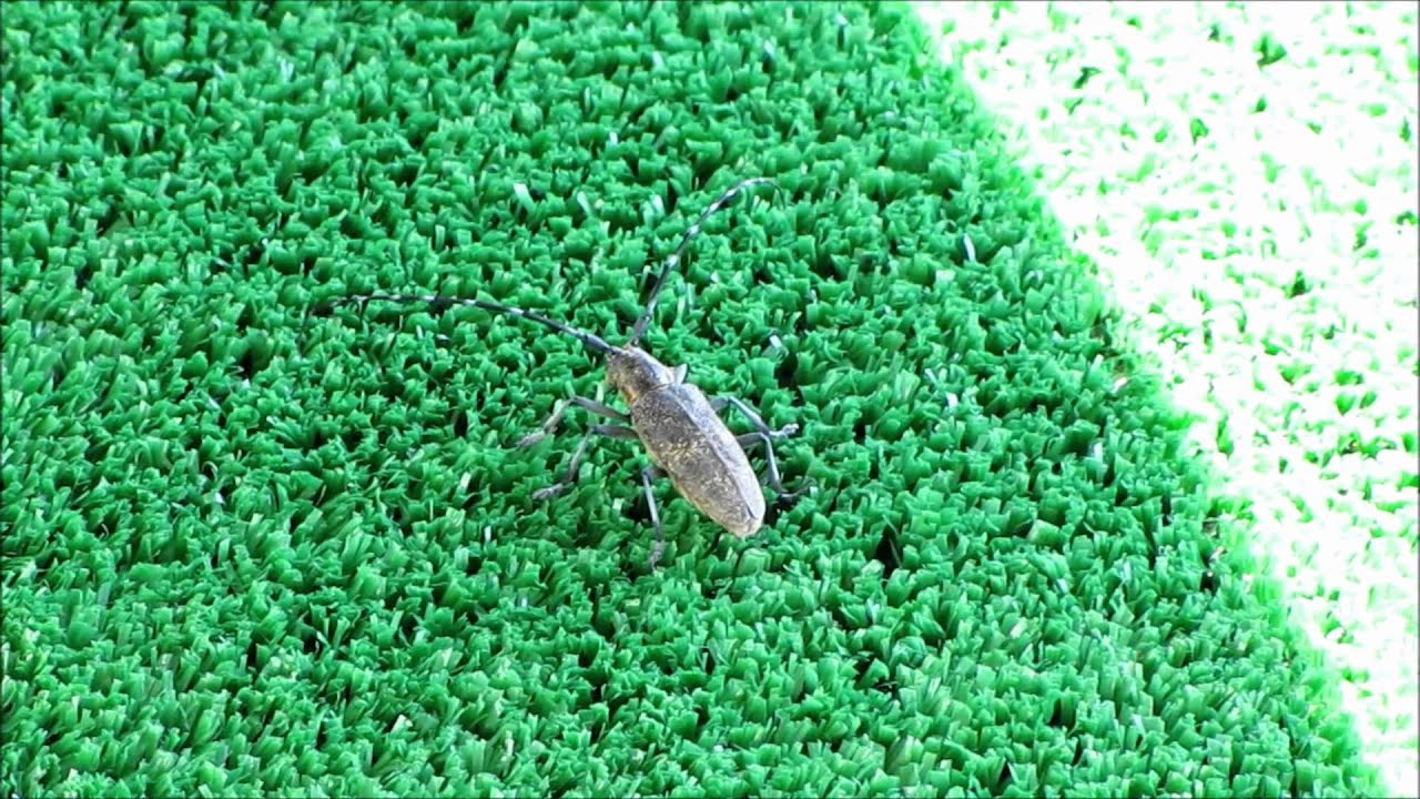 Zgrzytnica zielonkawowłosa/ Agapanthia villosoviridescens