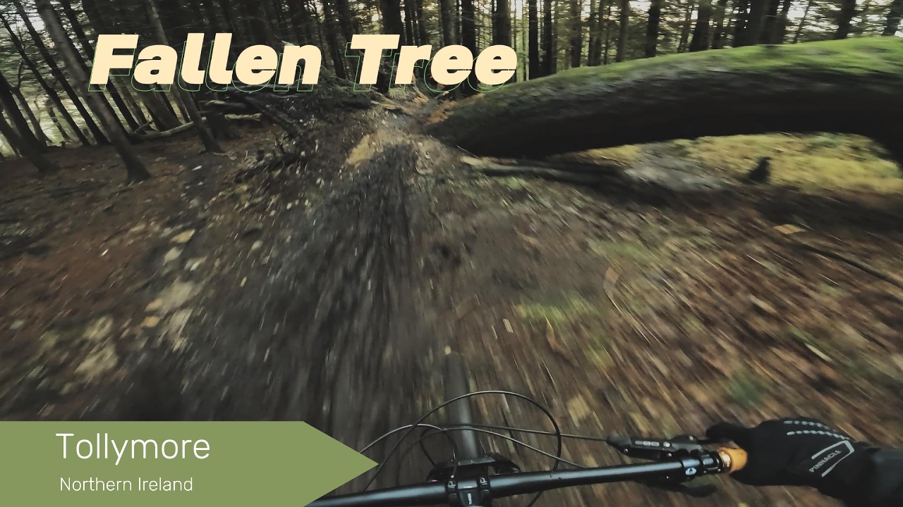 Wet Day At Tollymore - Fallen Tree