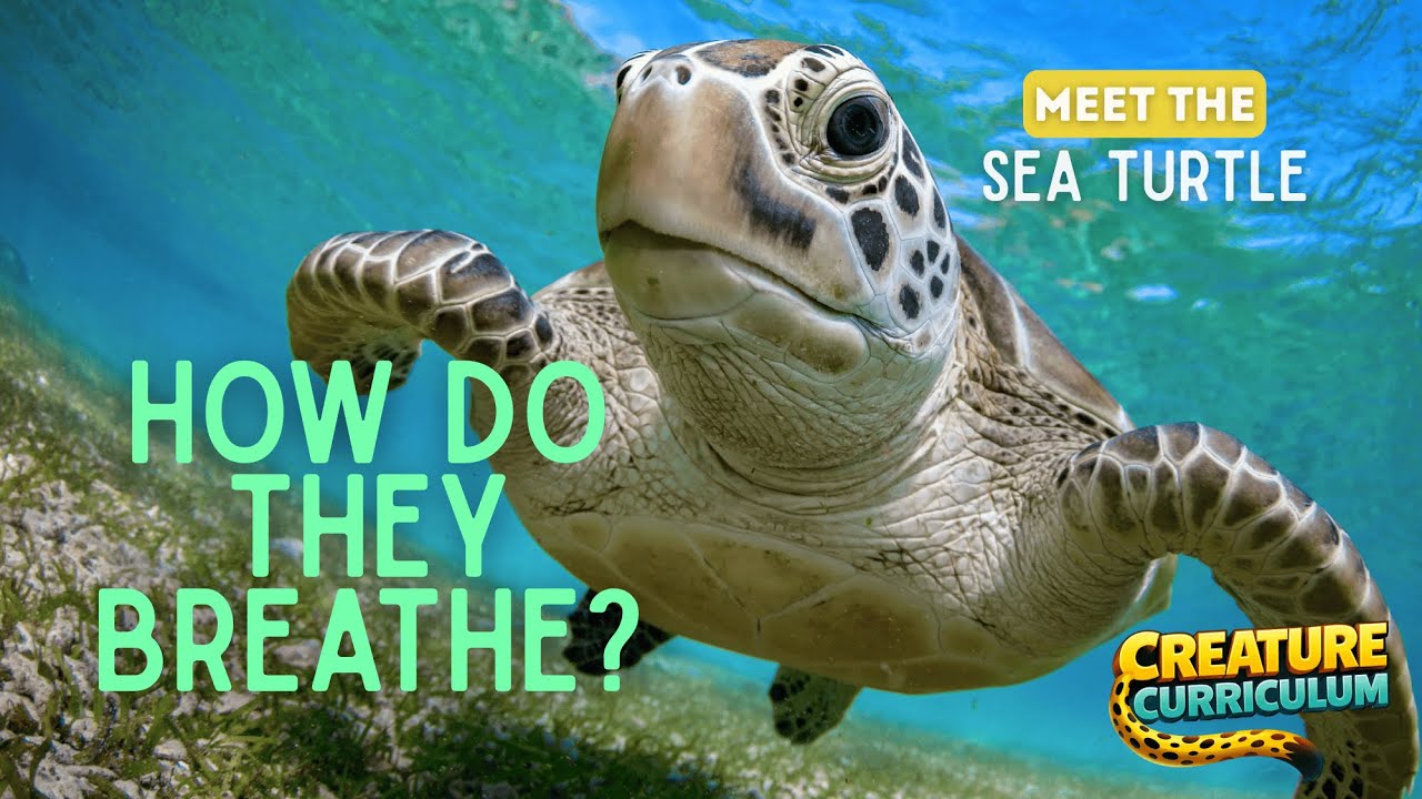 All About Sea Turtles 🐢 | Meet Atlas | Ocean Navigation, Survival & Science