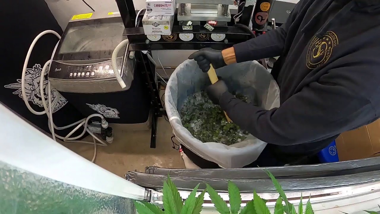 Wedding Crasher Bubble Hash Nug Run