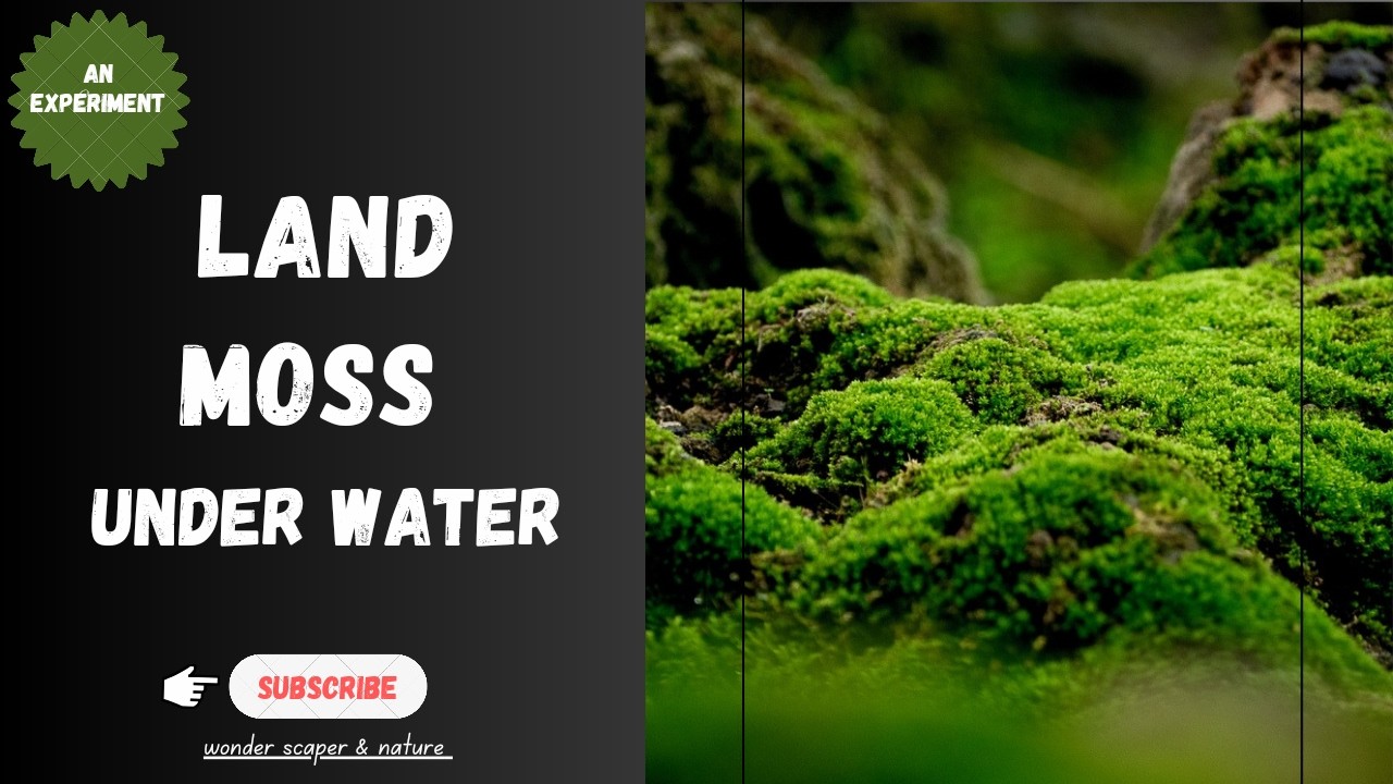 How to grow land moss in aquarium  experiment | #grow land moss #underwater  |#moss  |#experiment