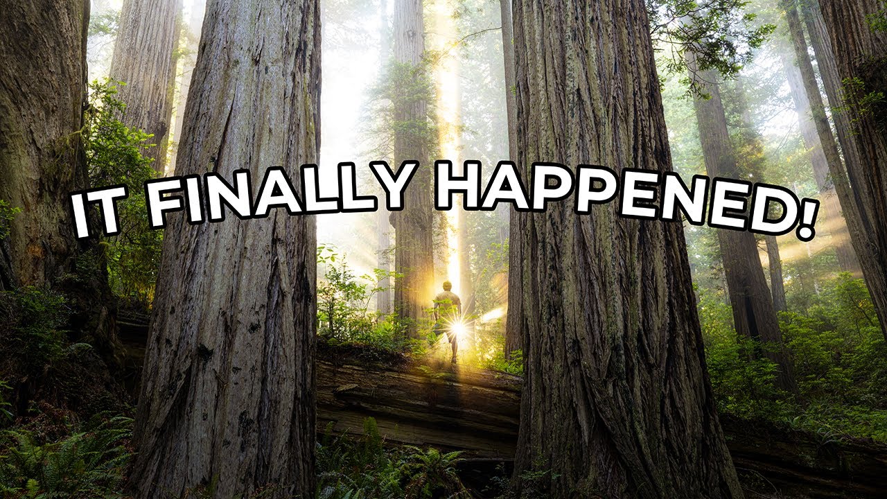 Находим удивительный свет в секвойях🌲✨