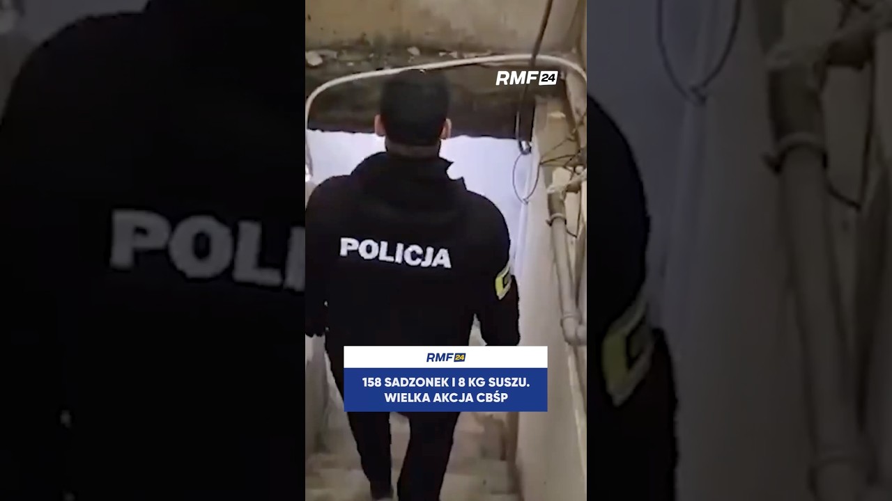 158 PLANTS AND 8 KG OF DRIED CANNABIS. MAJOR CBŚP OPERATION