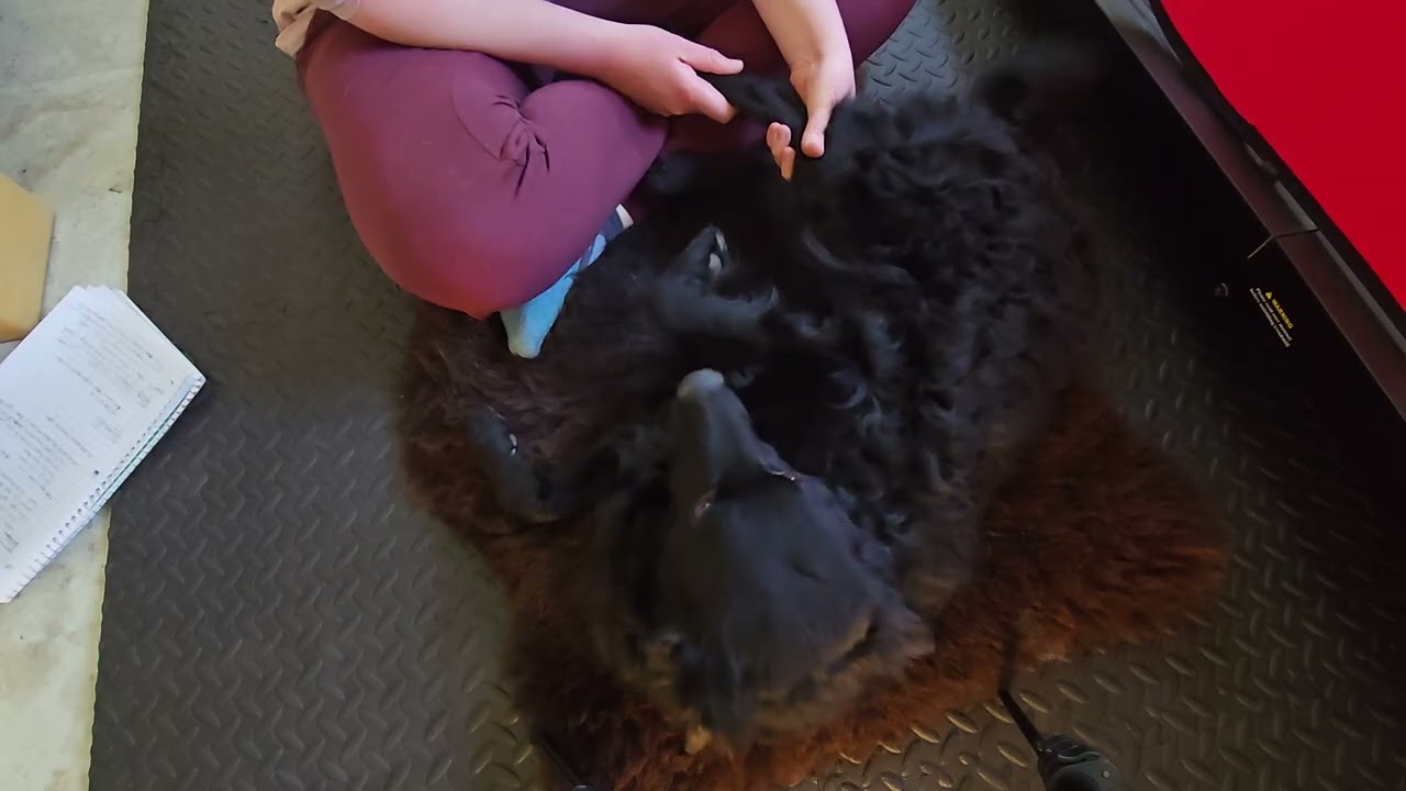 Mudi Mezcal's first Myofascial Release practice dog massage. 