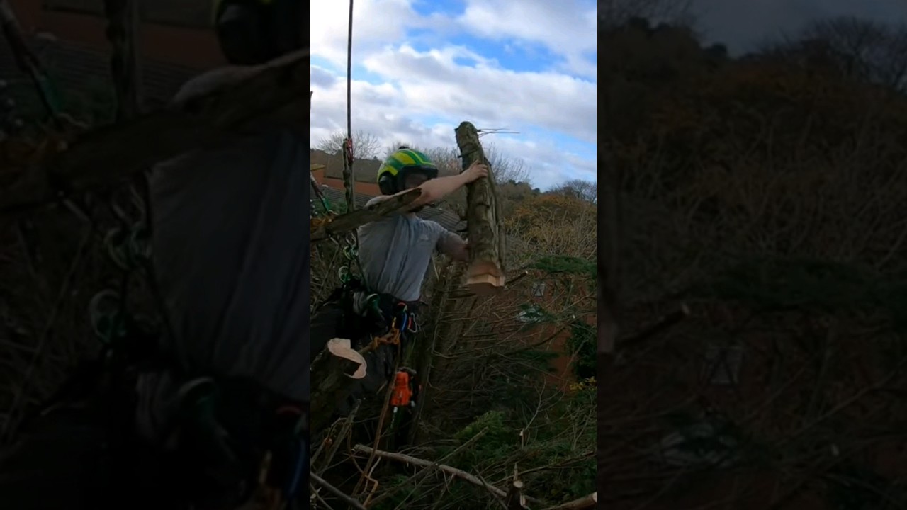 Echo 2511, best climbing saw