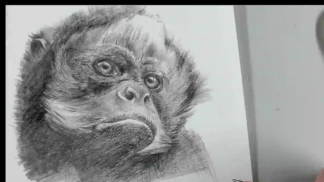 Realistic Gibbon Drawing - Step by Step Tutorial