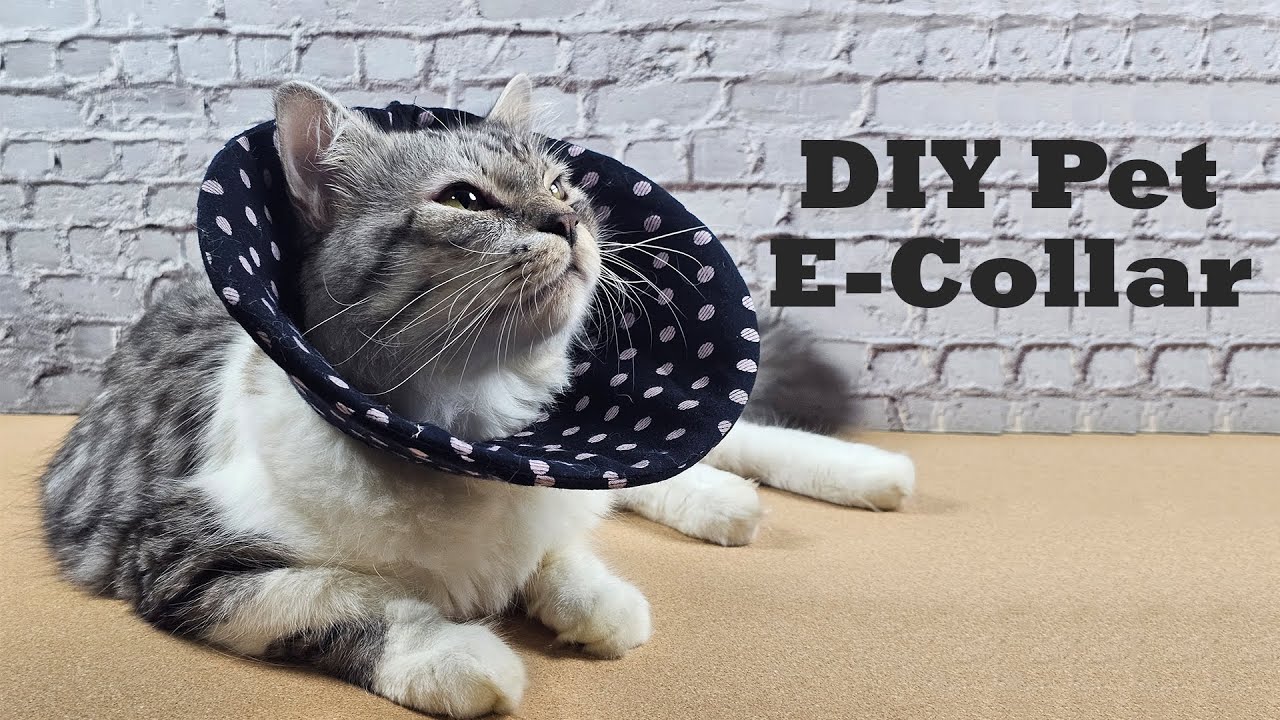 DIY Cat E-Collar | How to Make an E-Collar for Your Pet |  DIY Pet E-Collar | DIY 猫头套 |  猫头套的制作法