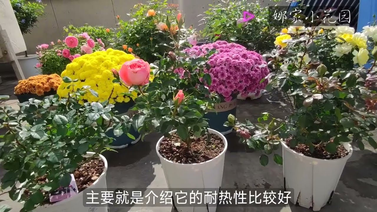 又入了三款月季（杏让、曼倩、青霜），开箱上盆