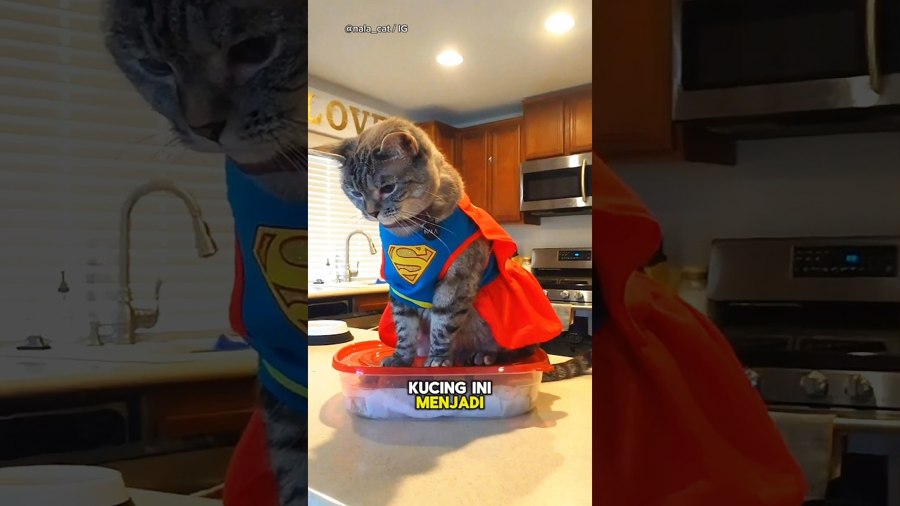 Kucing Jadi Selebgram Terkenal🐱