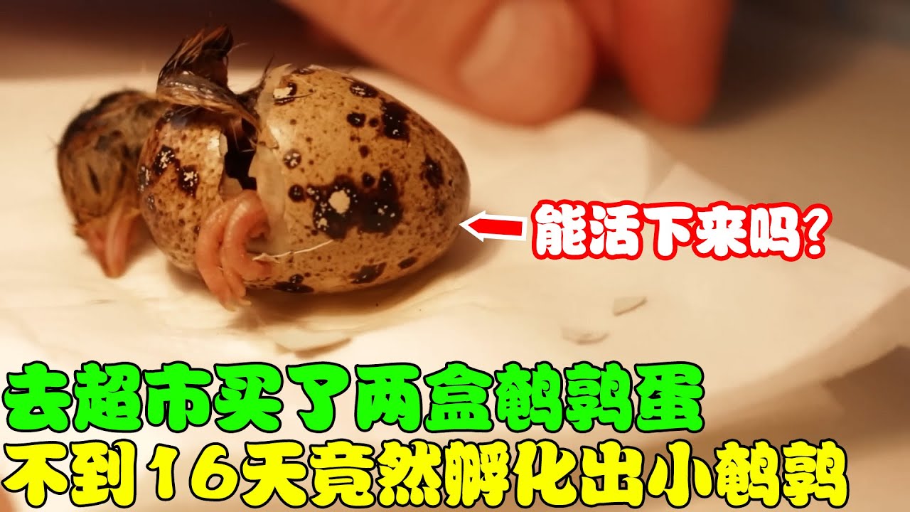 去超市买了两盒鹌鹑蛋，不到16天竟然孵化出了小鹌鹑，太神奇了！