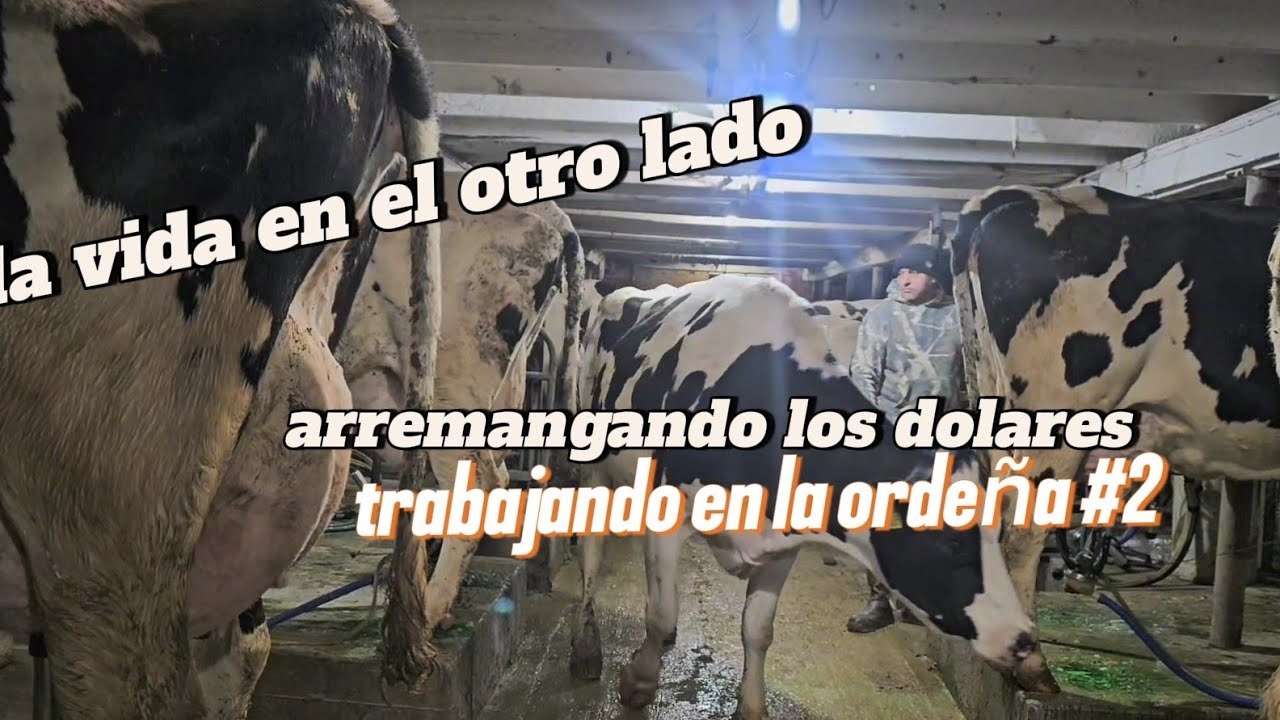 La vida en el.otro lado trabajo en la ordeña 2da parte