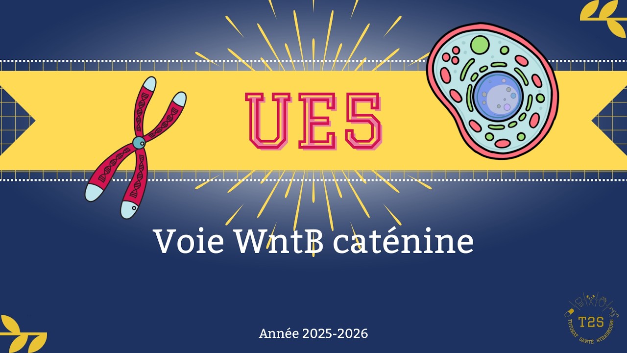 UE5 - Communication cellulaire - voie WntB caténine