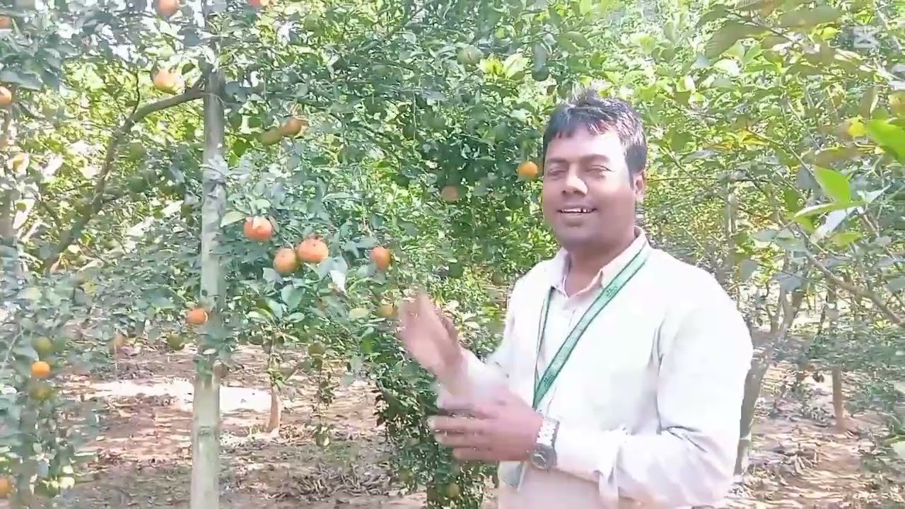     বাংলাদেশের মাটিতে কমলার চাষ,অসম্ভব ফলন।