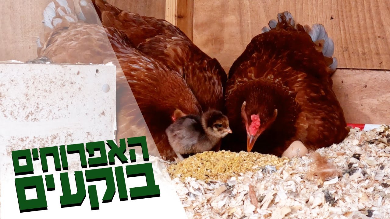 התרנגולות במשק שלנו הופכות אימהות והחצר מוצפת ציוצים חמודים של אפרוחים קטנטנים