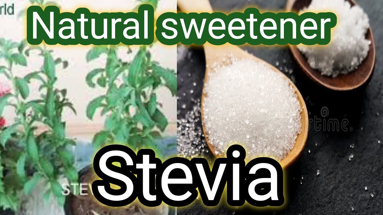 How to grow and care stevia plant/grow stevia from cutting/best natural sweetener