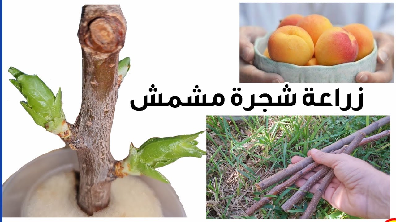 طريقة زراعة شجرة المشمش من الاقلام و العقل في المنزل