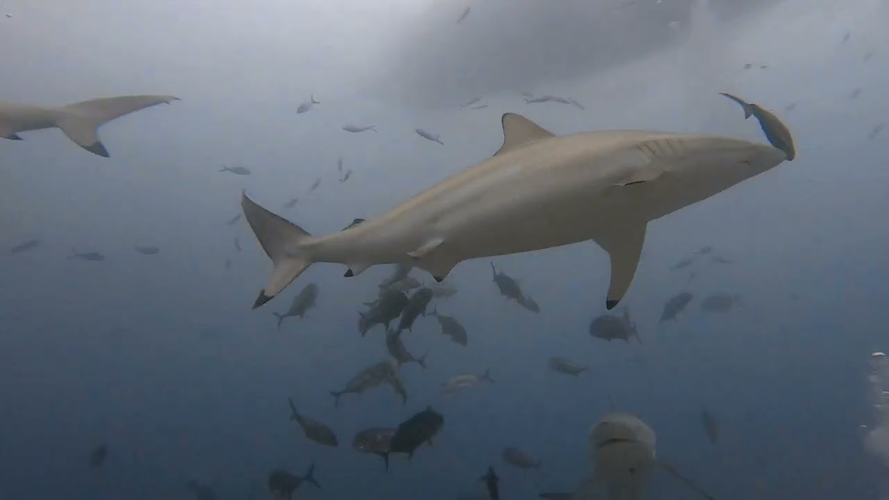 Maldives - 2025/04 - Shark tank