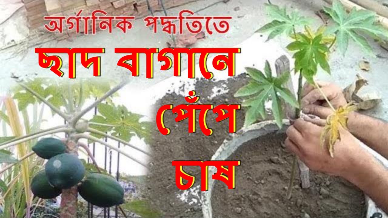 অর্গানিক পদ্ধতিতে পেঁপের চারা রোপন (Papaya plantation using organic method) ll Bangla