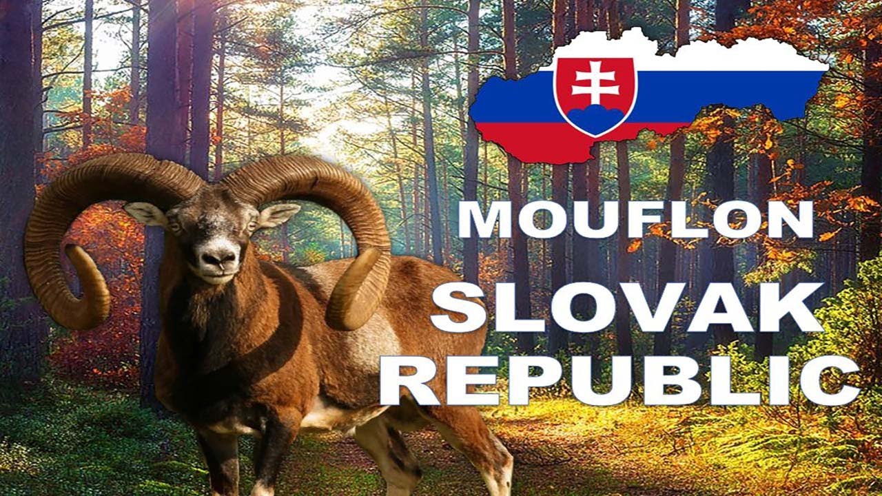 Mouflon hunt in Middle Slovakia