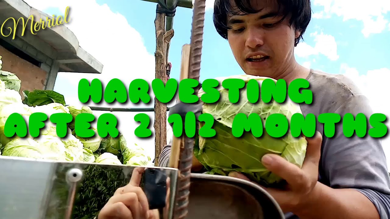 PLANTING TO HARVESTING CABBAGE |BENGUET VEGGIES