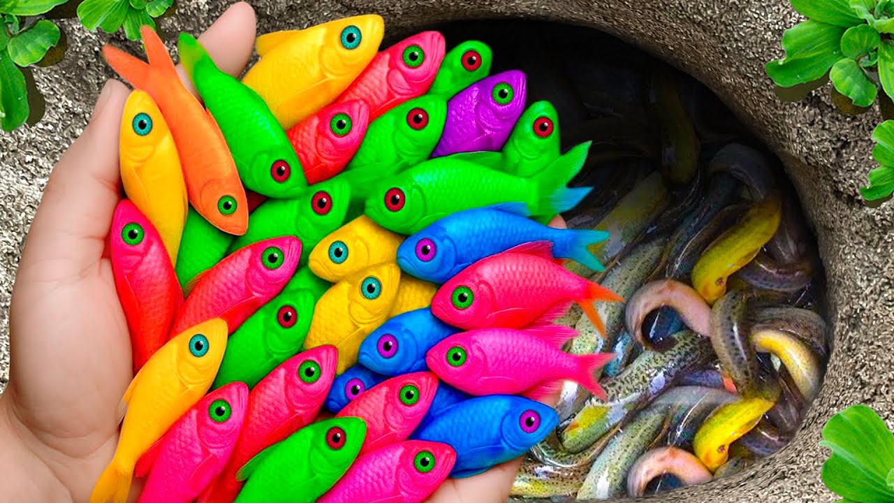 Surprised Catch Colorful Aquarium Fish In Small Pond, Carp, Pencil Fish, Glass Fish, Turtle, Koi