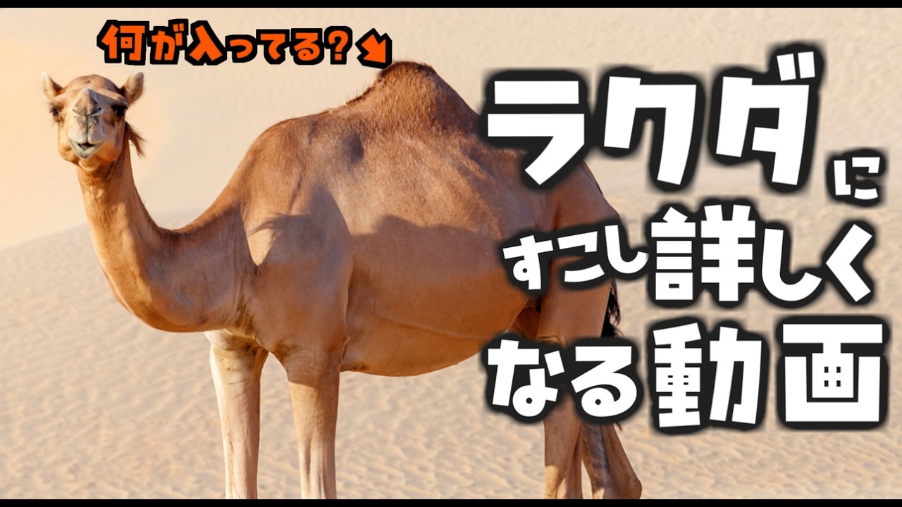 ラクダにすこし詳しくなる動画[VOICEROID解説]