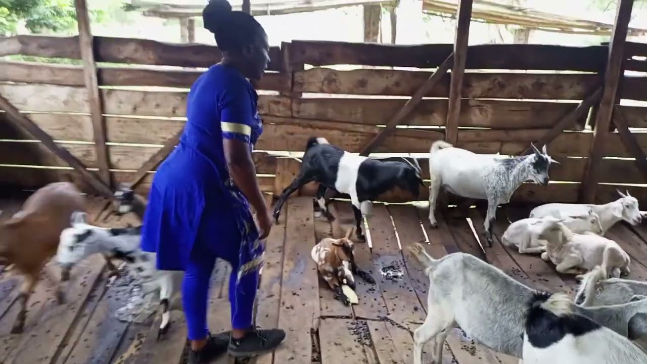 When to Spray your Goats (Luganda) Buzibwera Charity Green Acres Farm