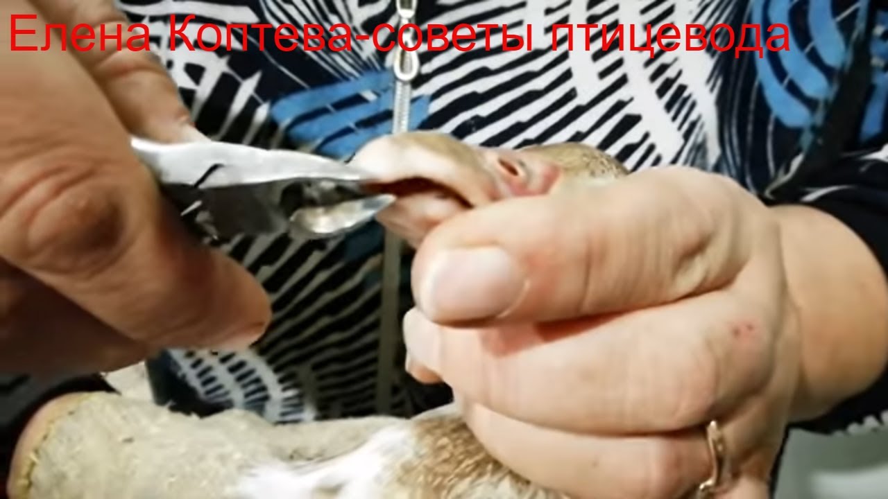 Расклев у утят.Видео ответ Юлии.