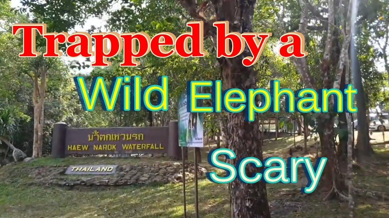 Haew Narok Waterfall. Khao Yai National Park  Thailand. No fun - Facing a wild elephant