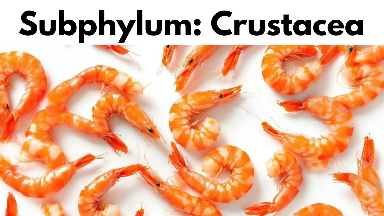 Subphylum: Crustacea • General & Unique Characters | القشريات