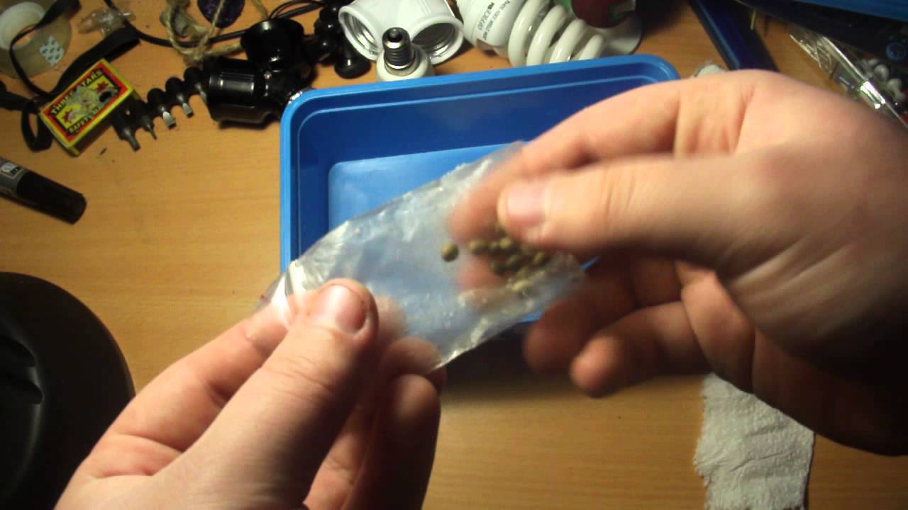 How to Germinate your Cannabis Seeds (fast and 100% success rate) PART 1